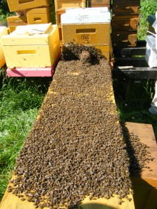 Schwarm beim Einzug in den Bienenstock